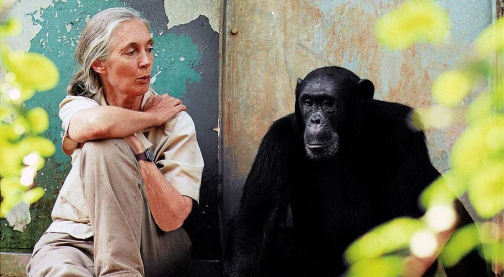 Jane Goodall is a champion of wildlife conservation