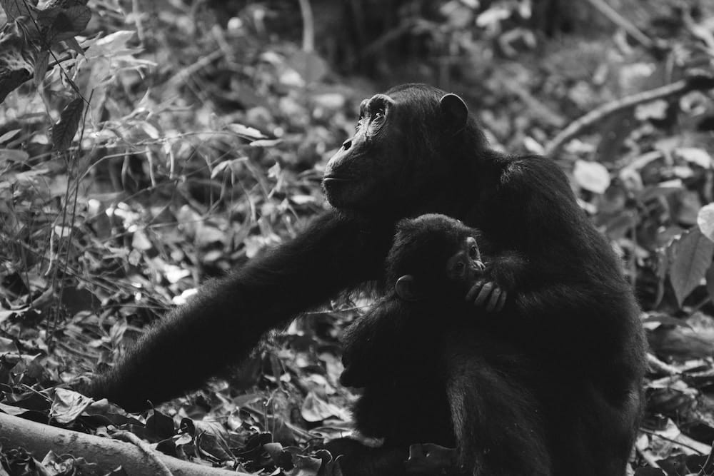 Mother Chimpanzee and Baby