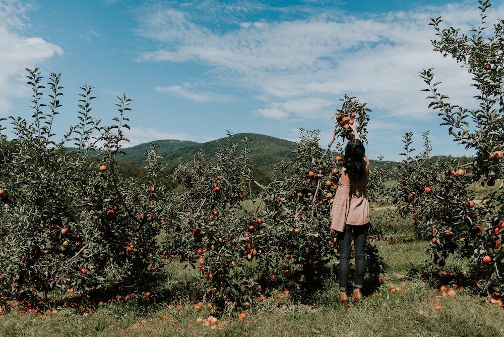 Picking Local Fruit