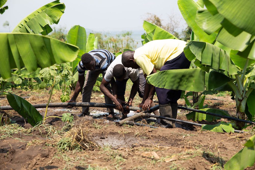 Workers installing irrigation